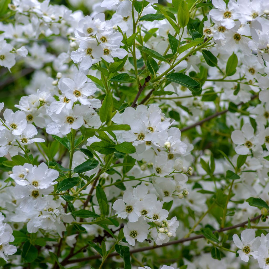 Helmipensas Snow Mountain