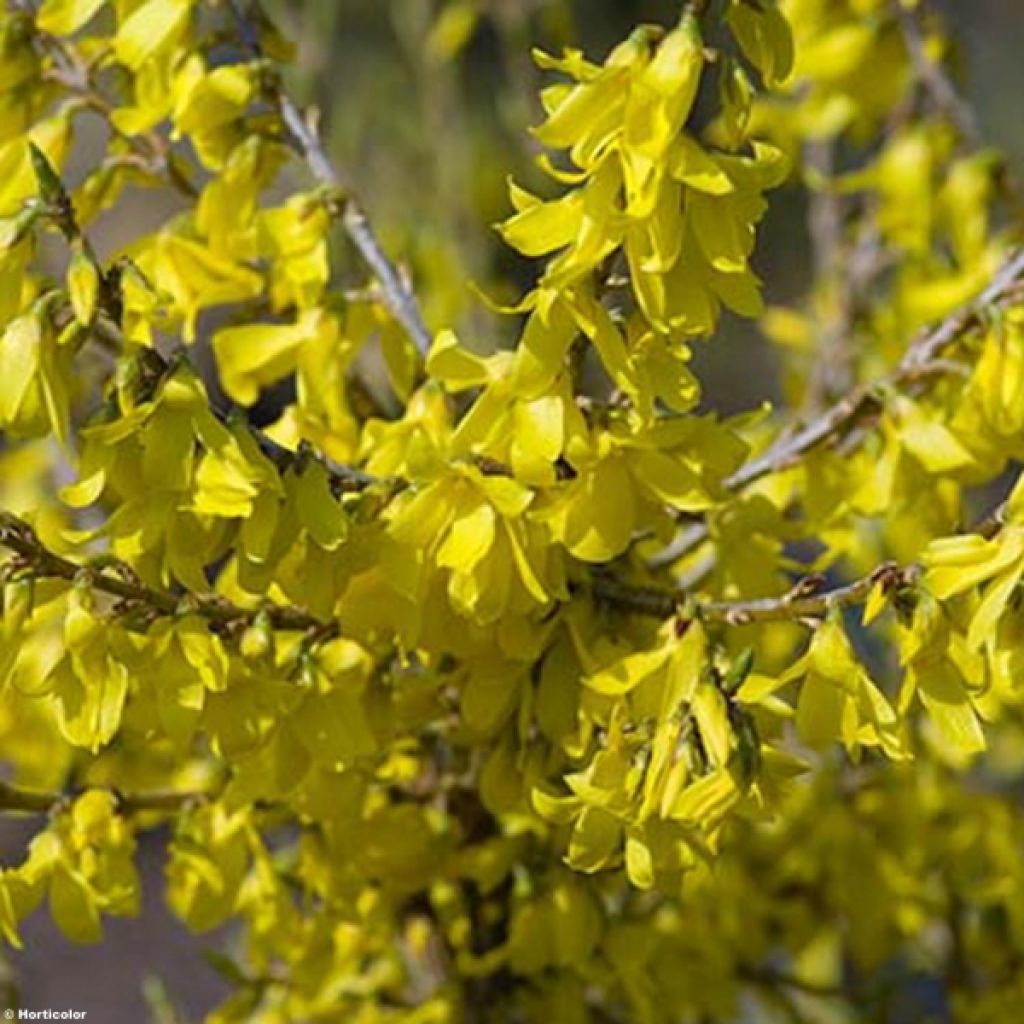 Komeaonnenpensas Marée d'Or