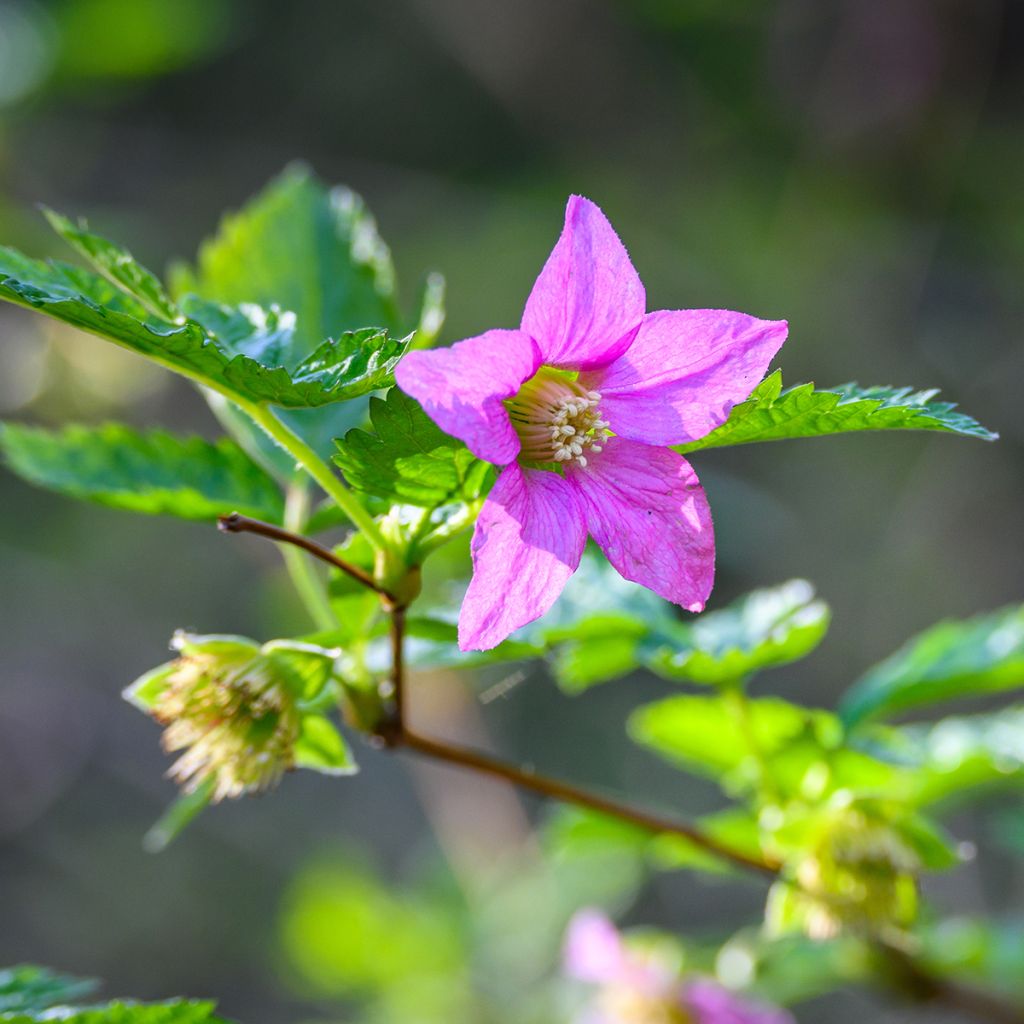 Alaskanvatukka Pacific Rose - Rubus spectabilis
