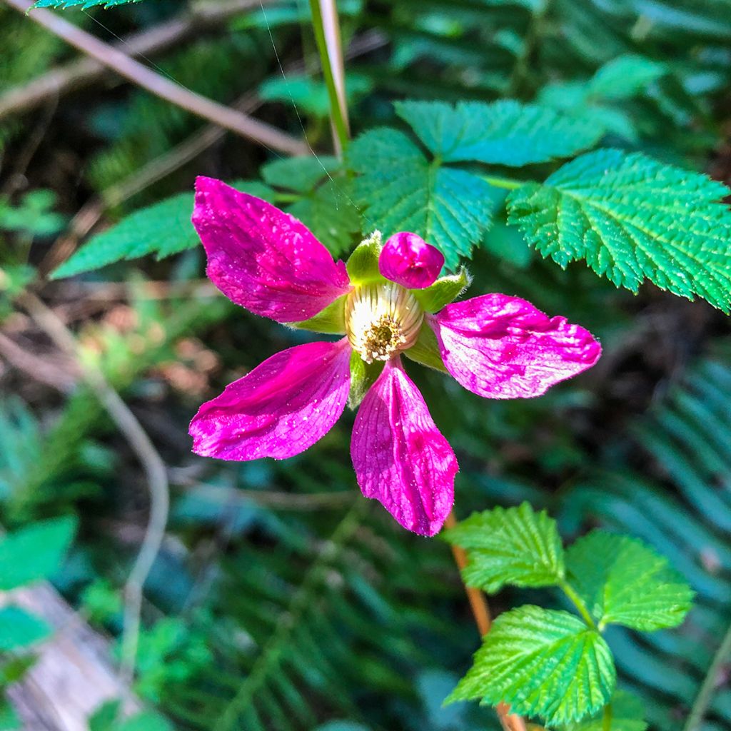 Alaskanvatukka Pacific Rose - Rubus spectabilis
