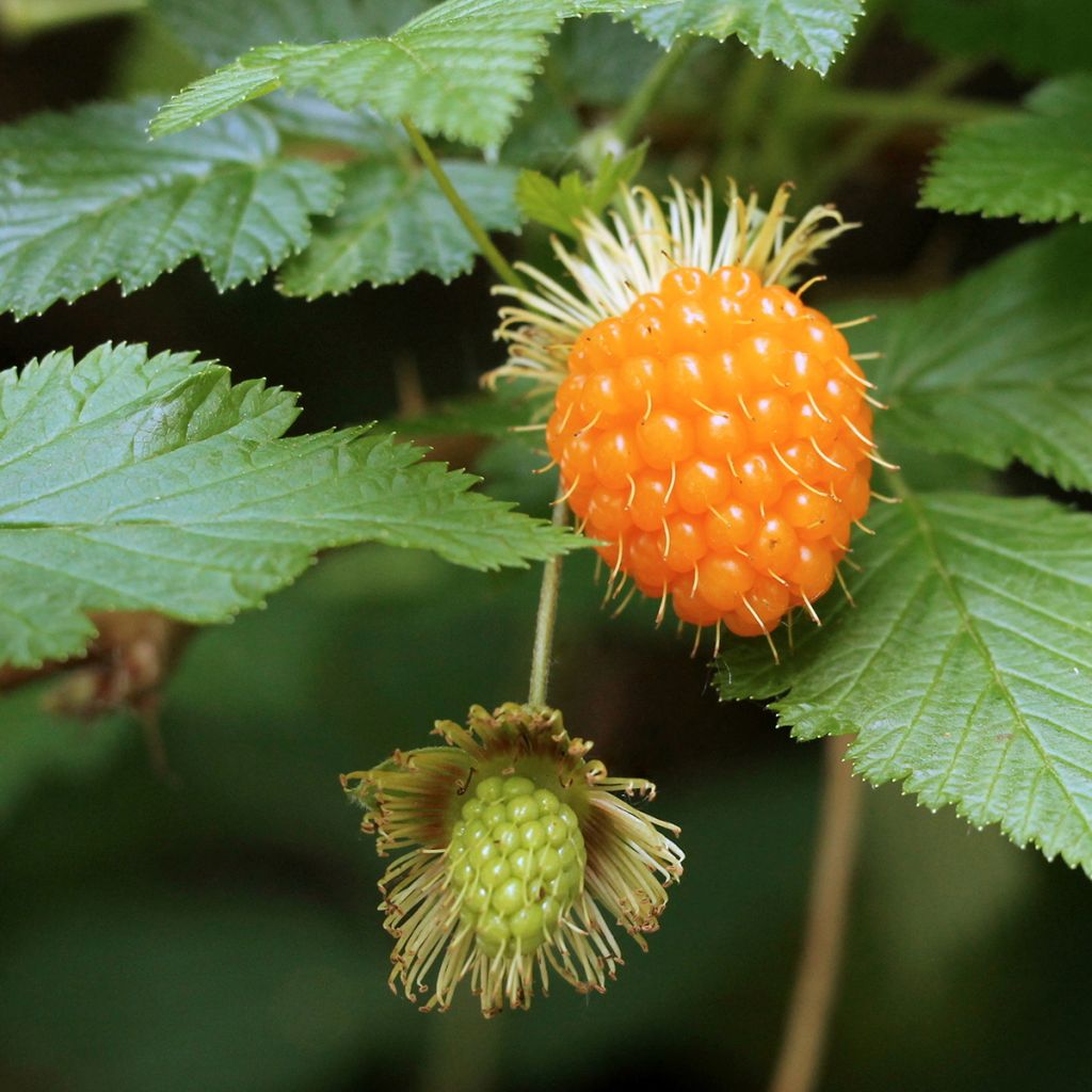 Alaskanvatukka Pacific Rose - Rubus spectabilis