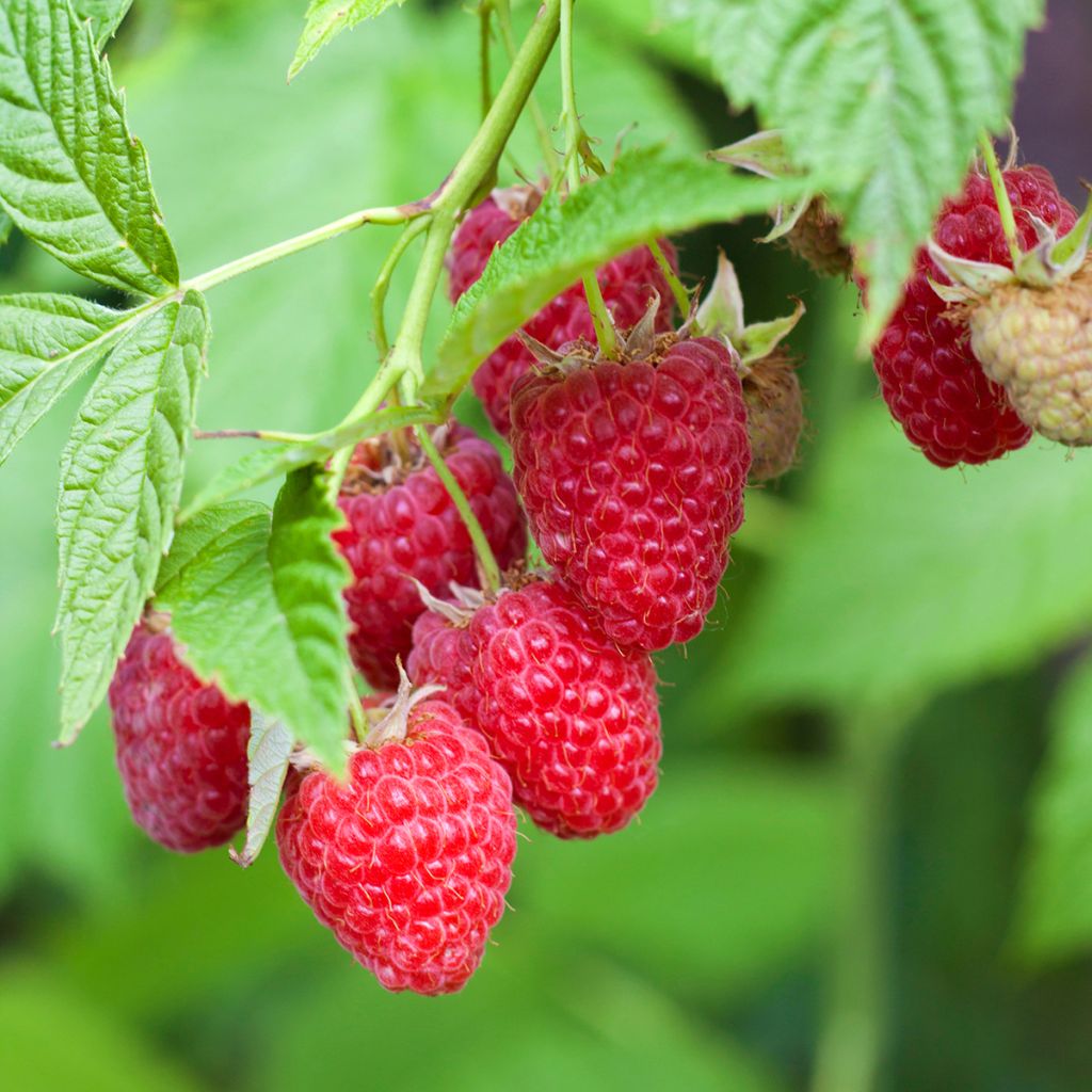 Vadelma Primeberry Autumn Chef