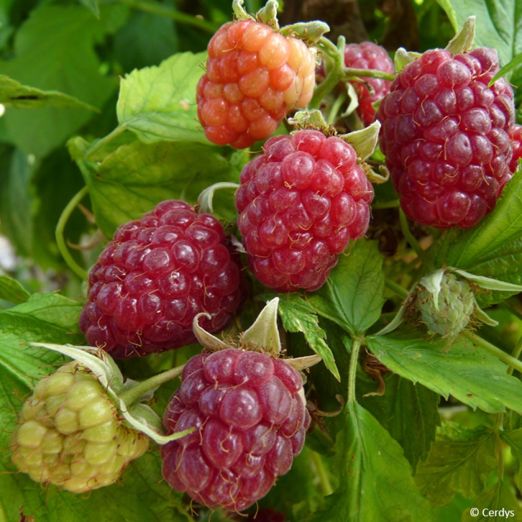 Vadelma Primeberry Autumn Happy