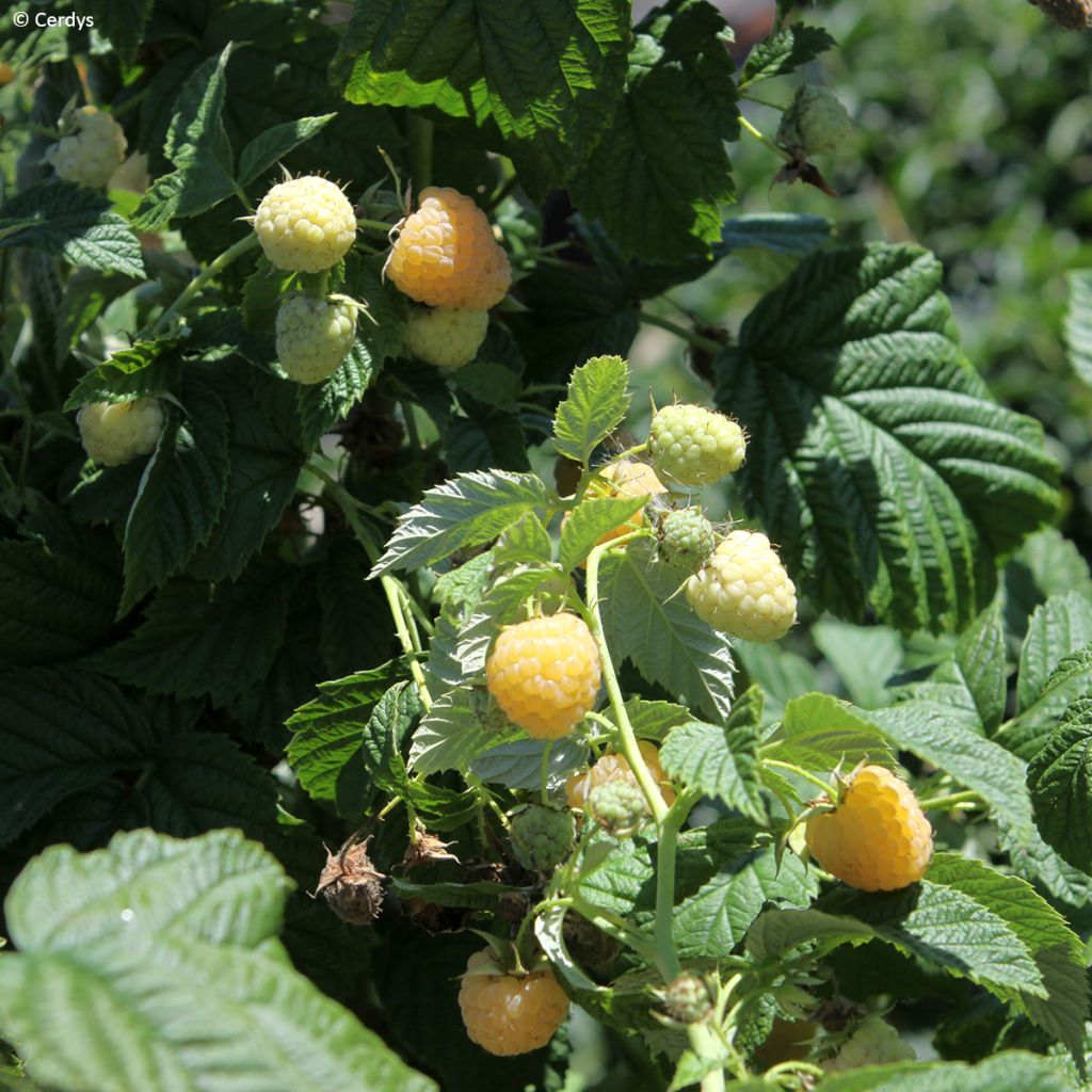 Vadelma Schlaraffia Golddigger