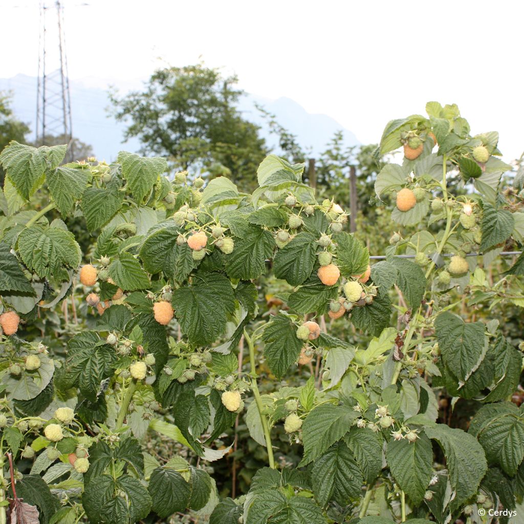 Vadelma Schlaraffia Golddigger