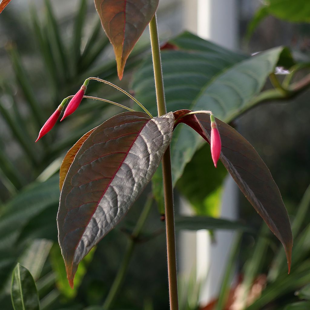 Verenpisara Grimpant