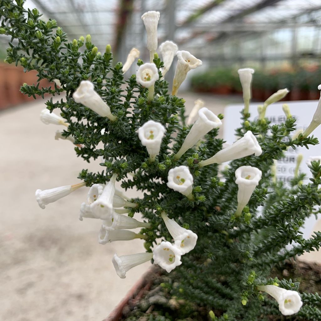 Fabiana imbricata Alba