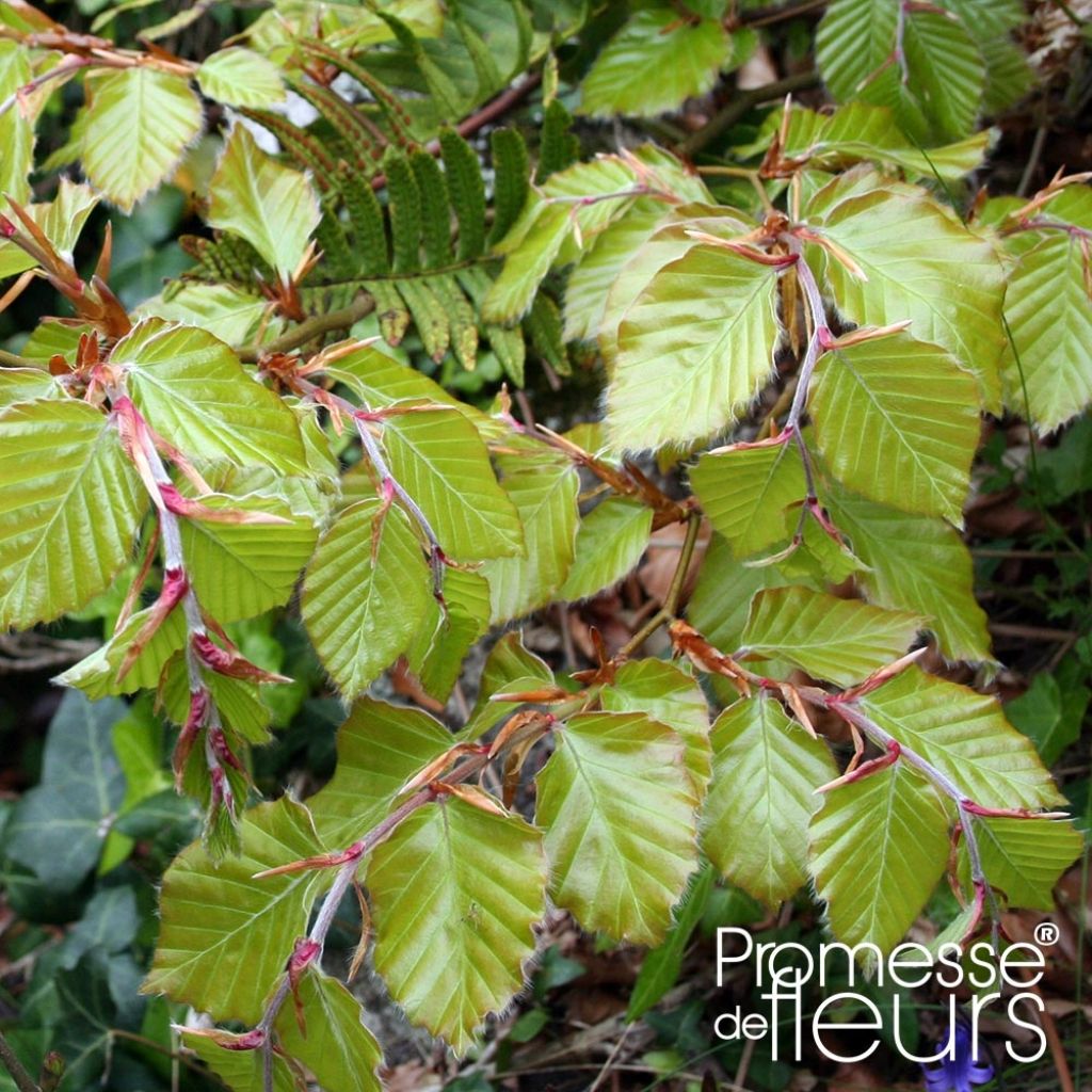 Euroopanpyökki - Fagus sylvatica