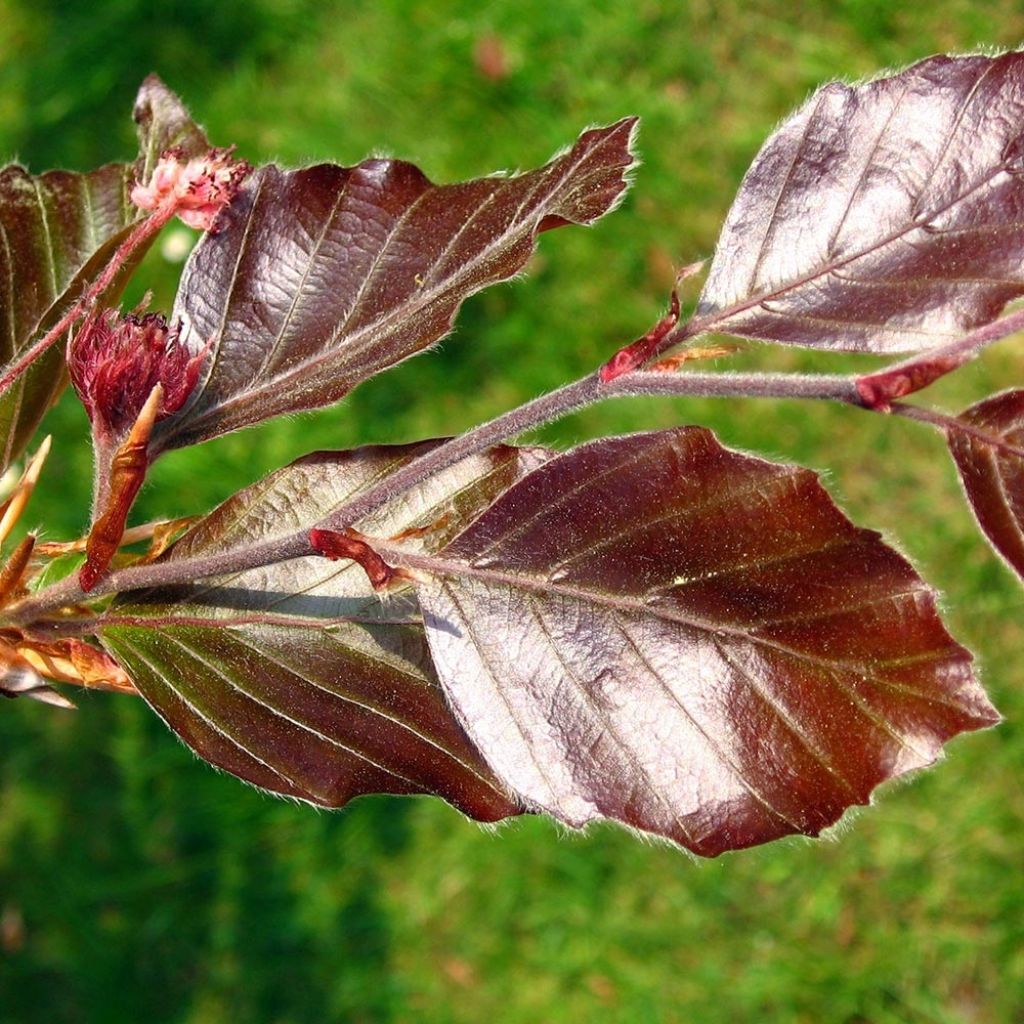 Euroopanpyökki Atropurpurea
