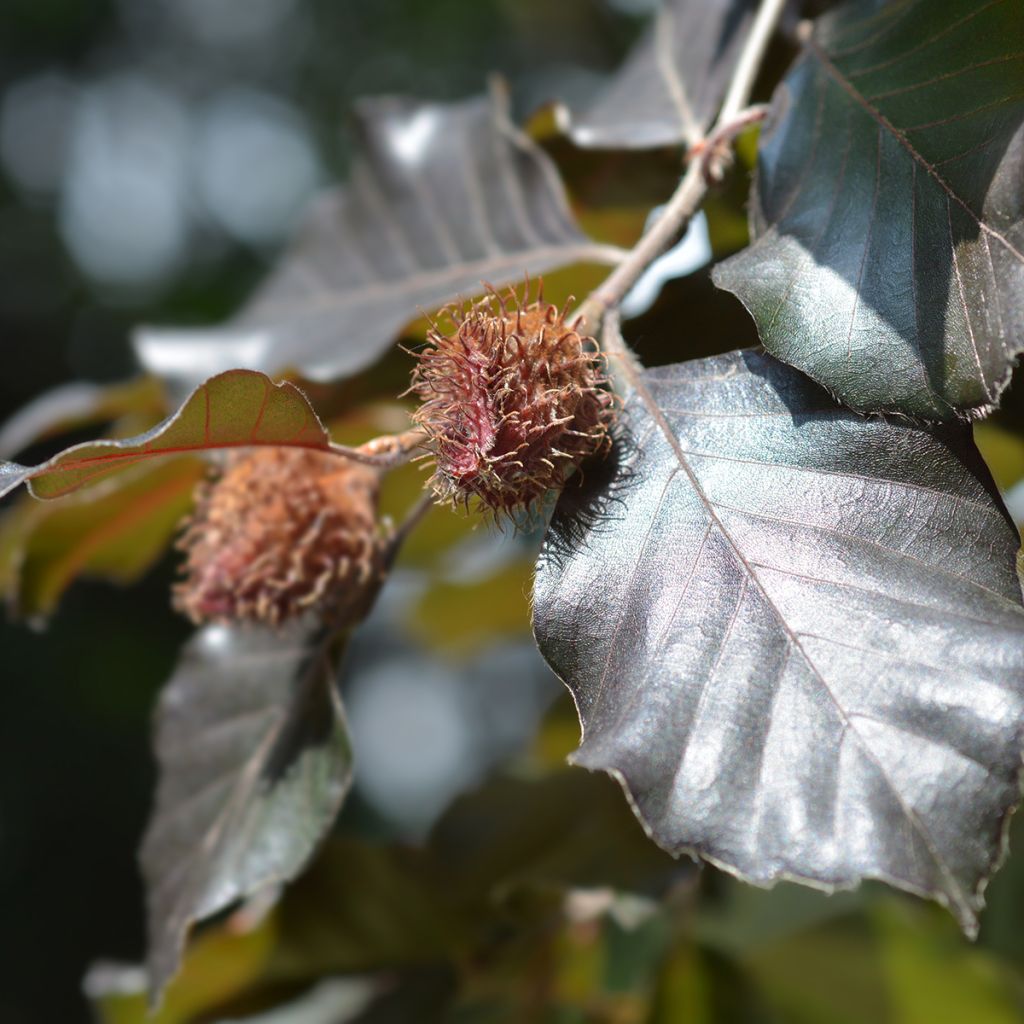 Euroopanpyökki Atropurpurea