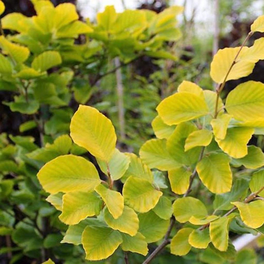Euroopanpyökki Dawyck Gold