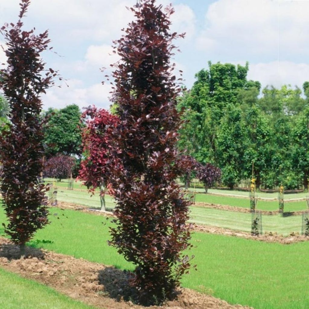Euroopanpyökki Dawyck Purple