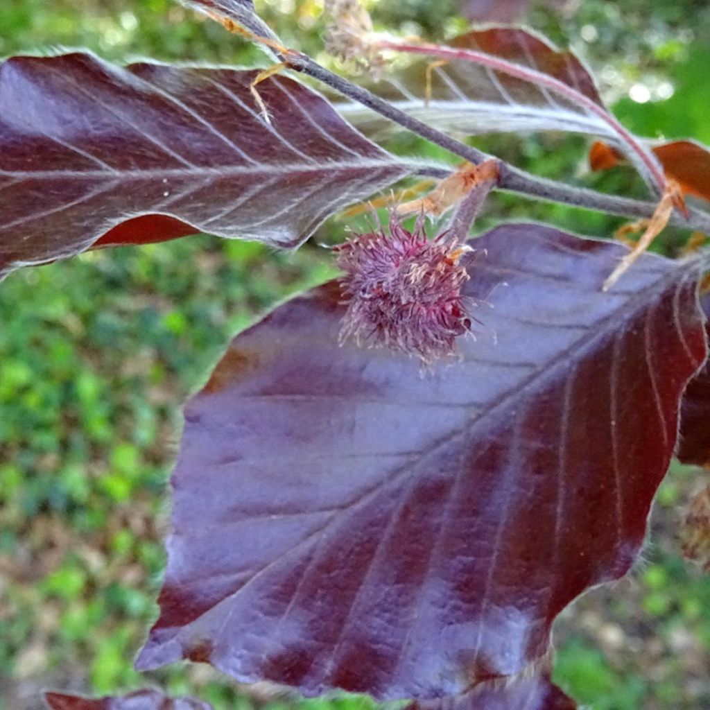 Euroopanpyökki Dawyck Purple