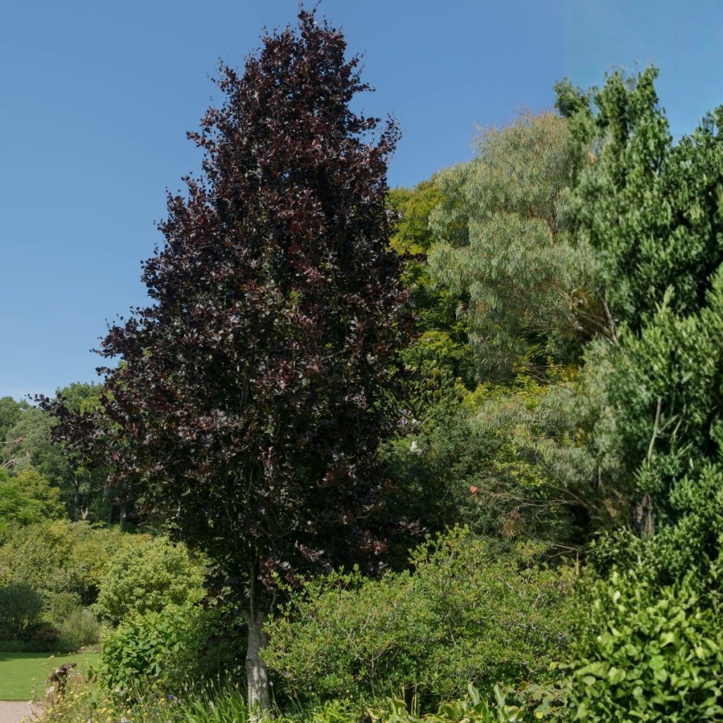 Euroopanpyökki Dawyck Purple