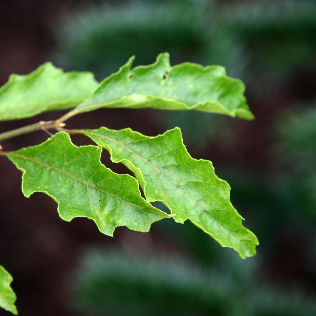 Euroopanpyökki Dentata
