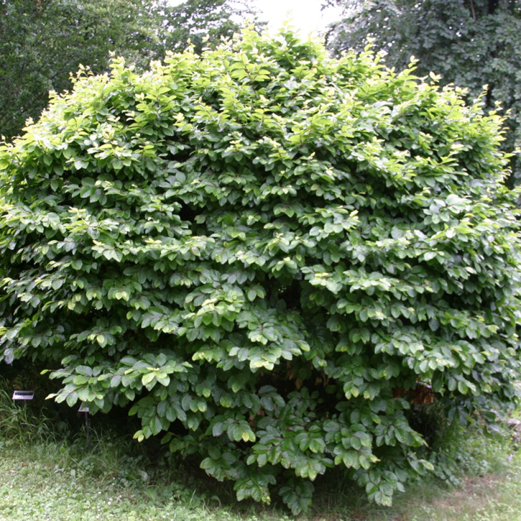 Euroopanpyökki Fruticosa