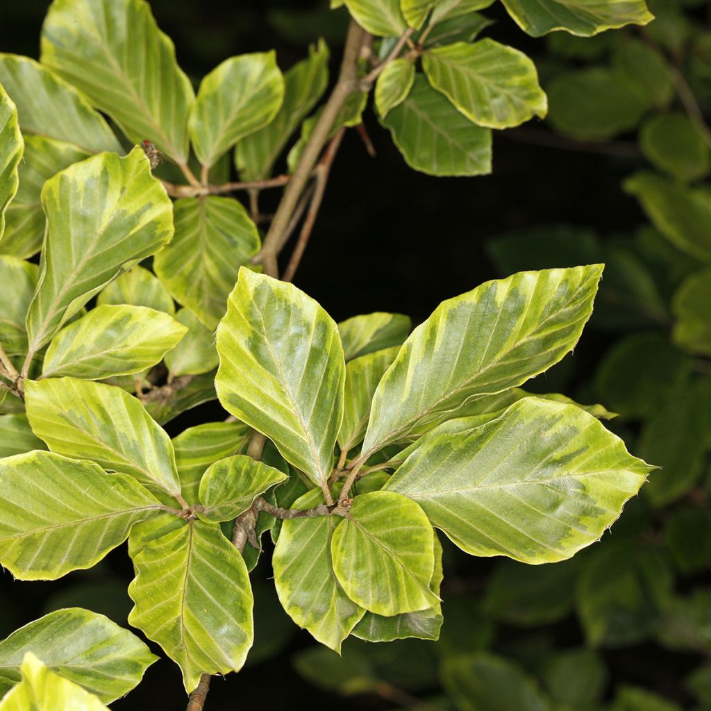 Euroopanpyökki Luteovariegata