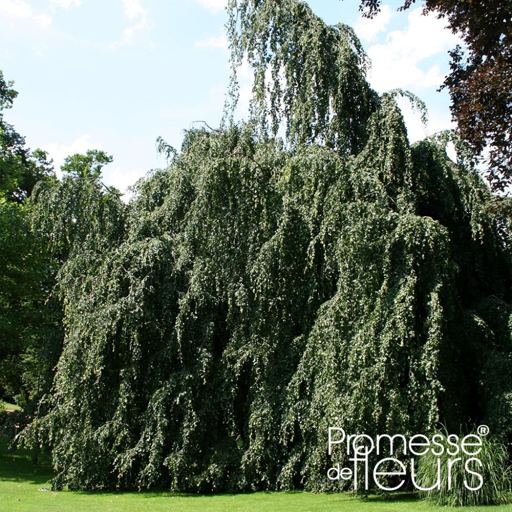 Euroopanpyökki Pendula