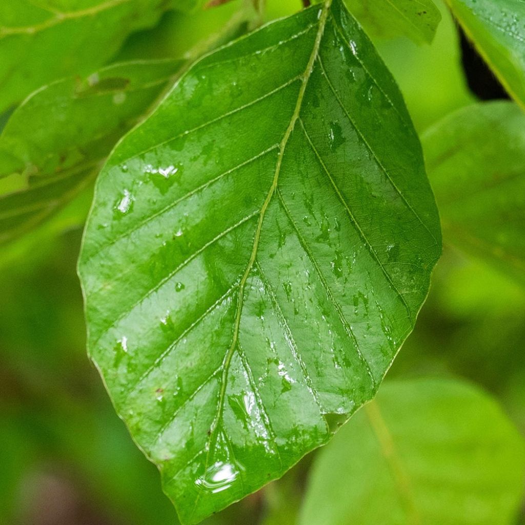 Euroopanpyökki Pendula