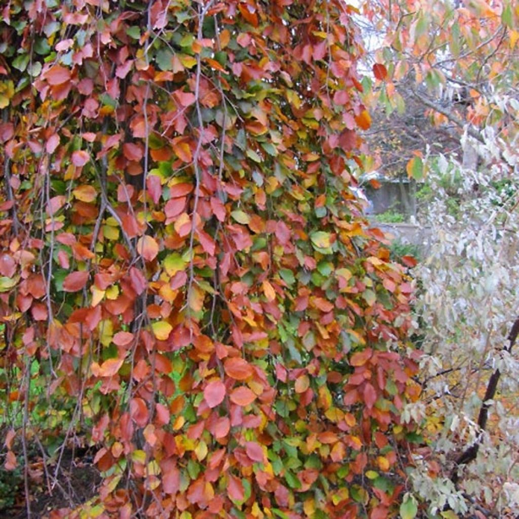 Euroopanpyökki Pendula