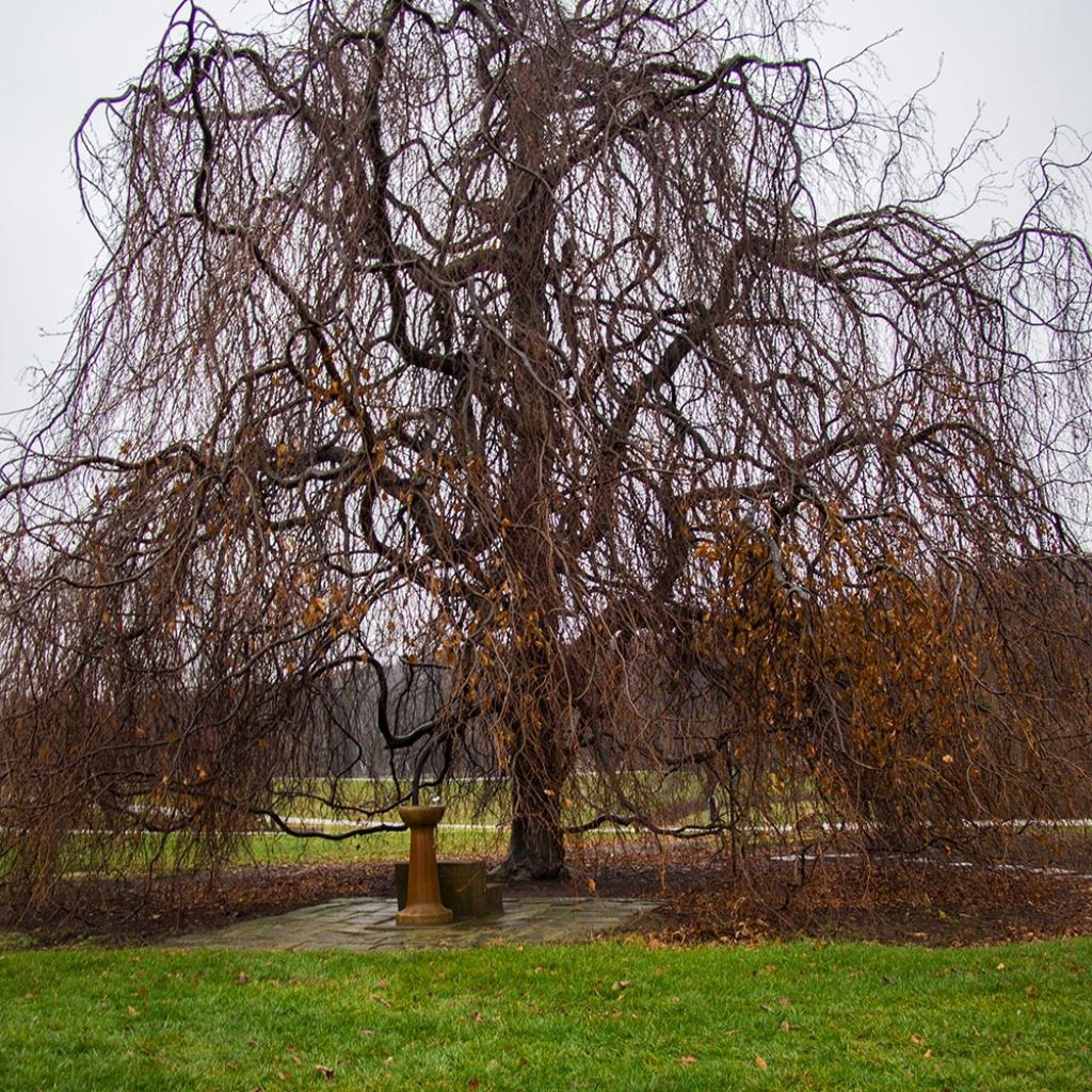 Euroopanpyökki Pendula