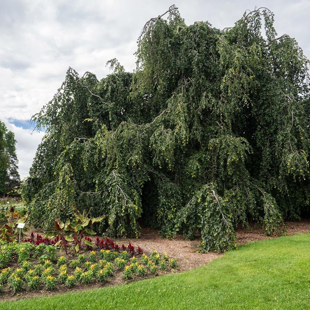 Euroopanpyökki Pendula