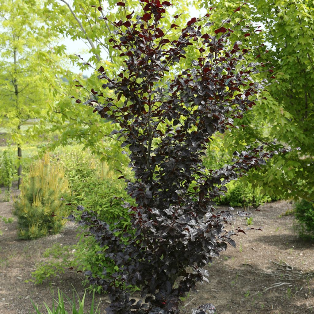 Euroopanpyökki Purpurea Nana