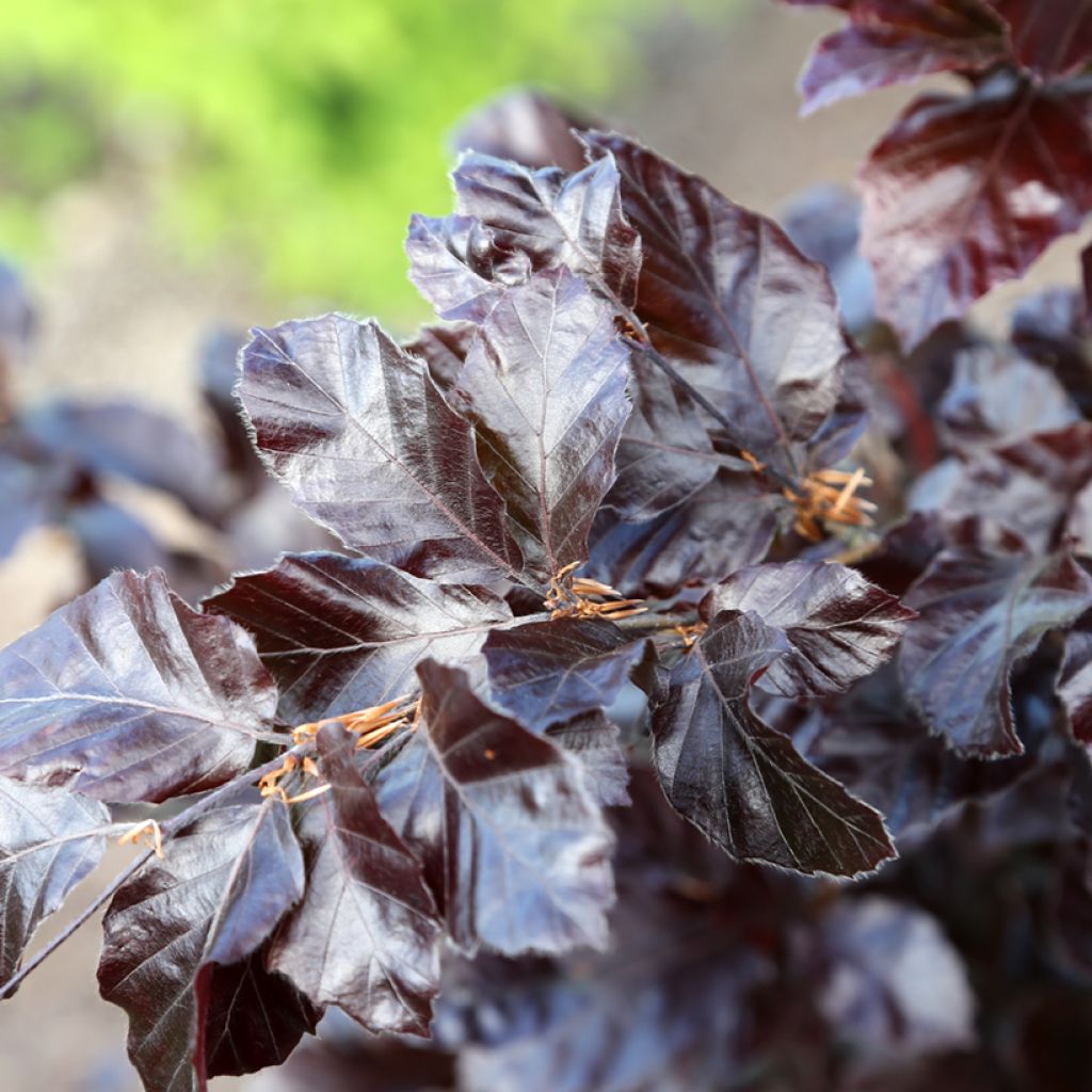 Euroopanpyökki Purpurea Nana