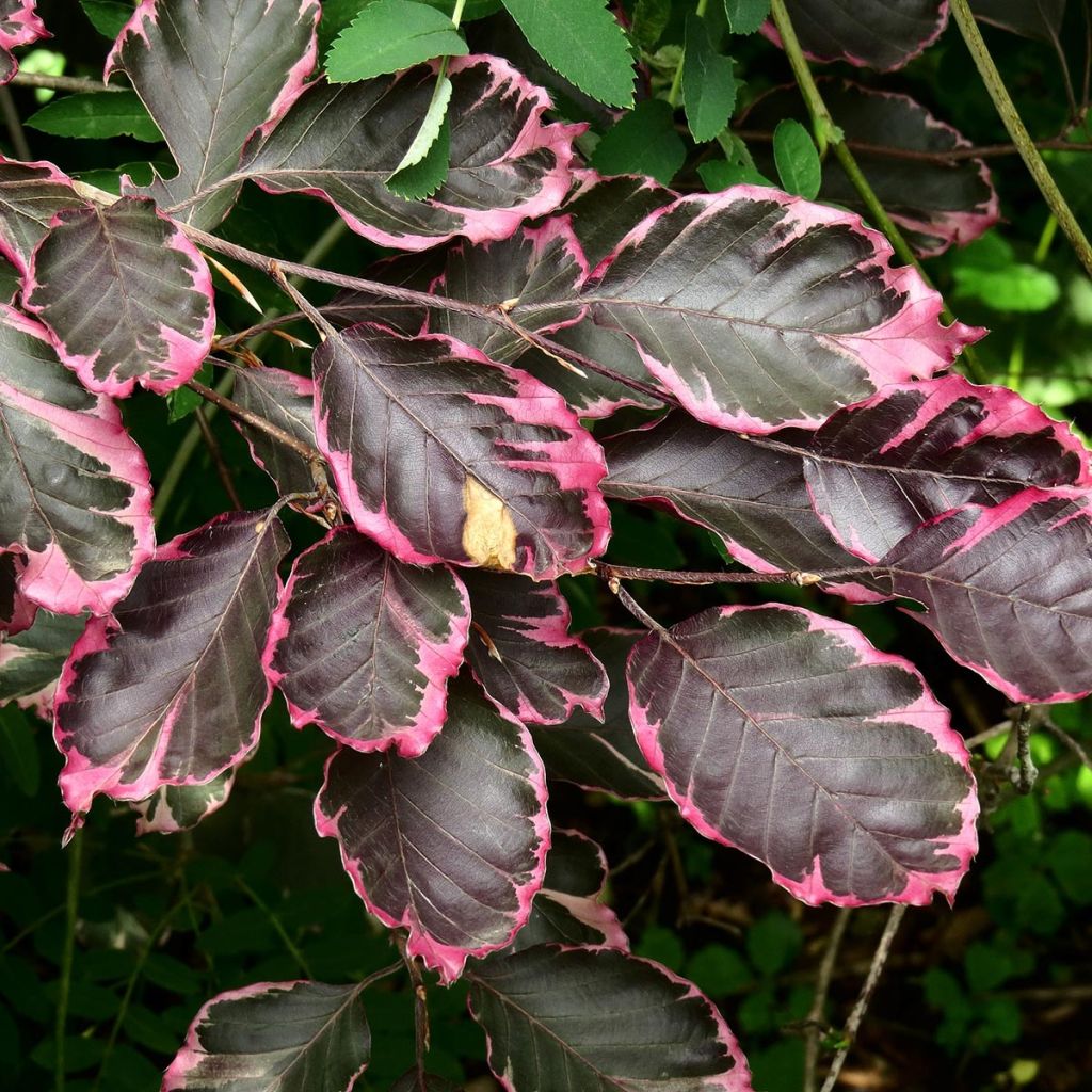 Euroopanpyökki Purpurea Tricolor