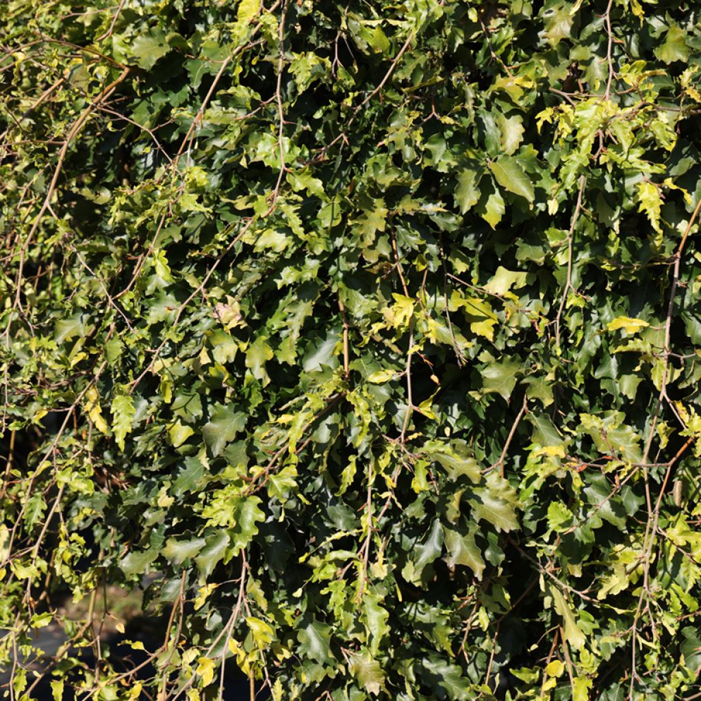 Euroopanpyökki Rohan Green Weeping