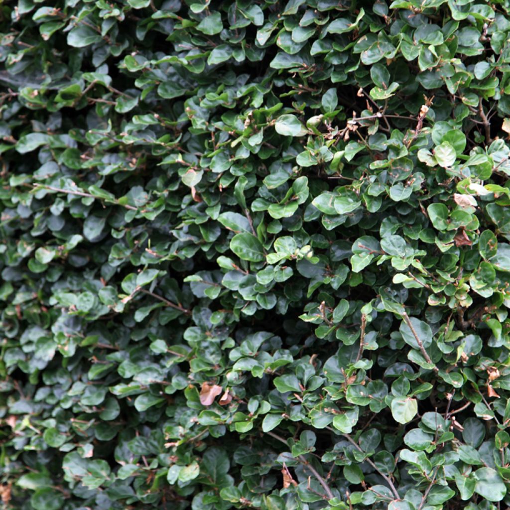 Euroopanpyökki Rotundifolia