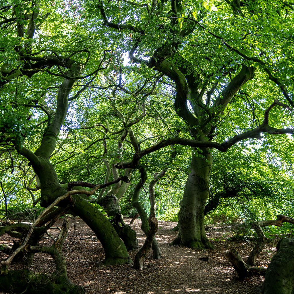 Euroopanpyökki - Fagus sylvatica f. suentelensis