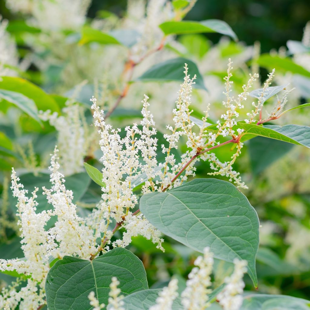 Jättitatar - Fallopia sachalinensis