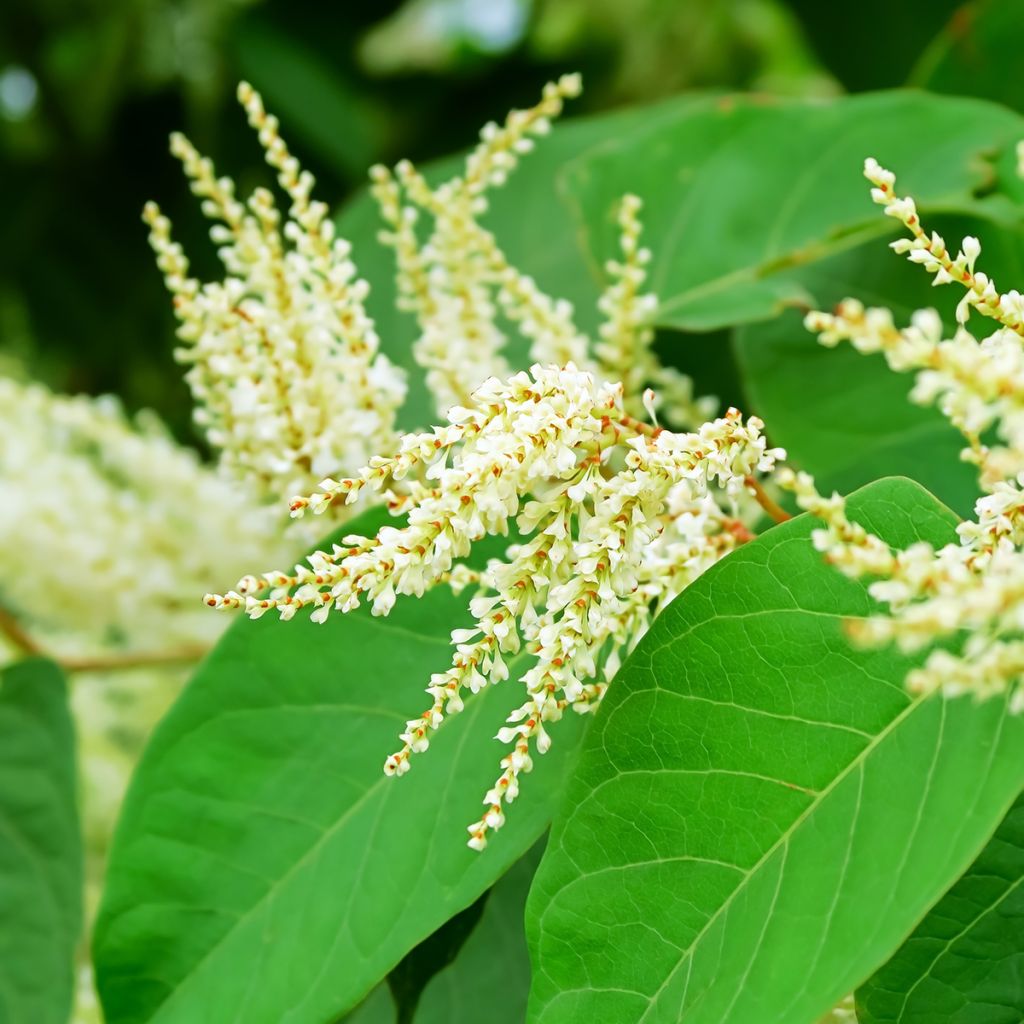 Jättitatar - Fallopia sachalinensis