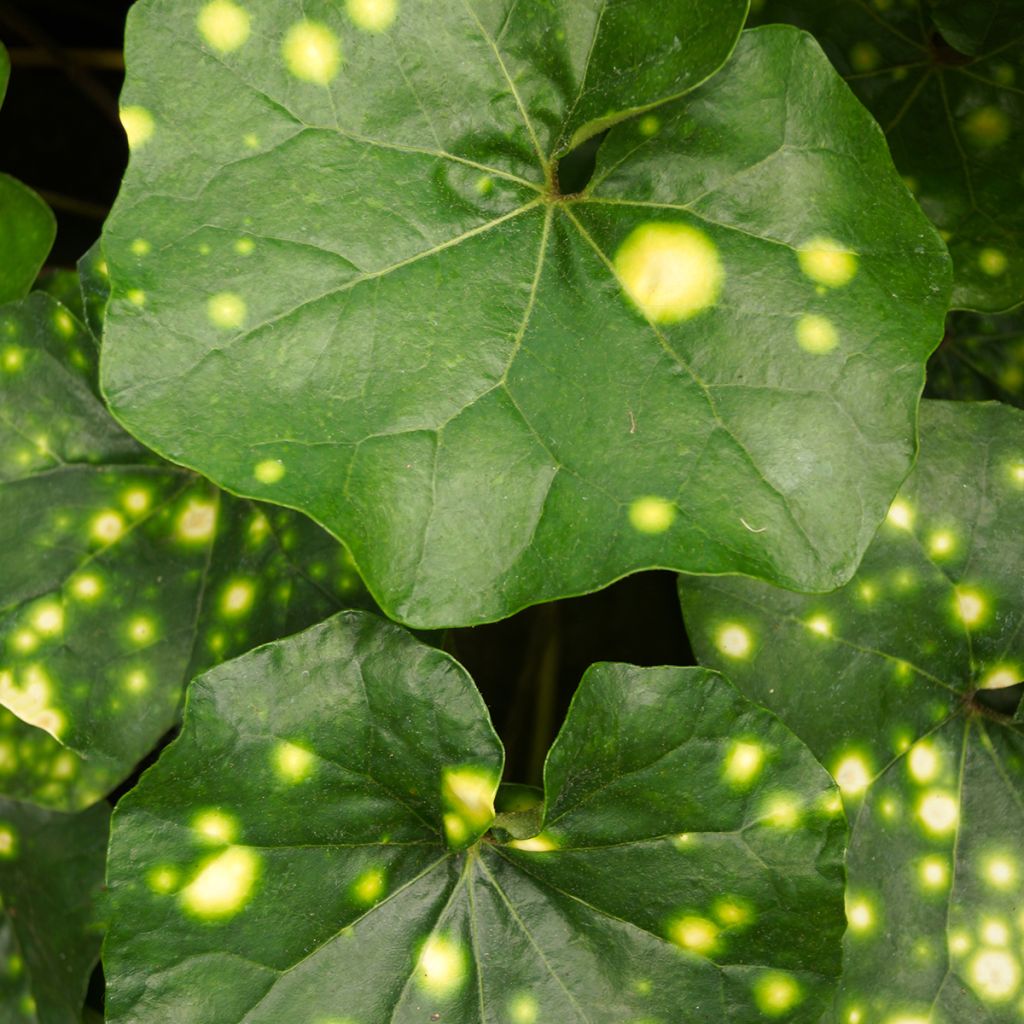 Japaninnauhio Aureomaculatum