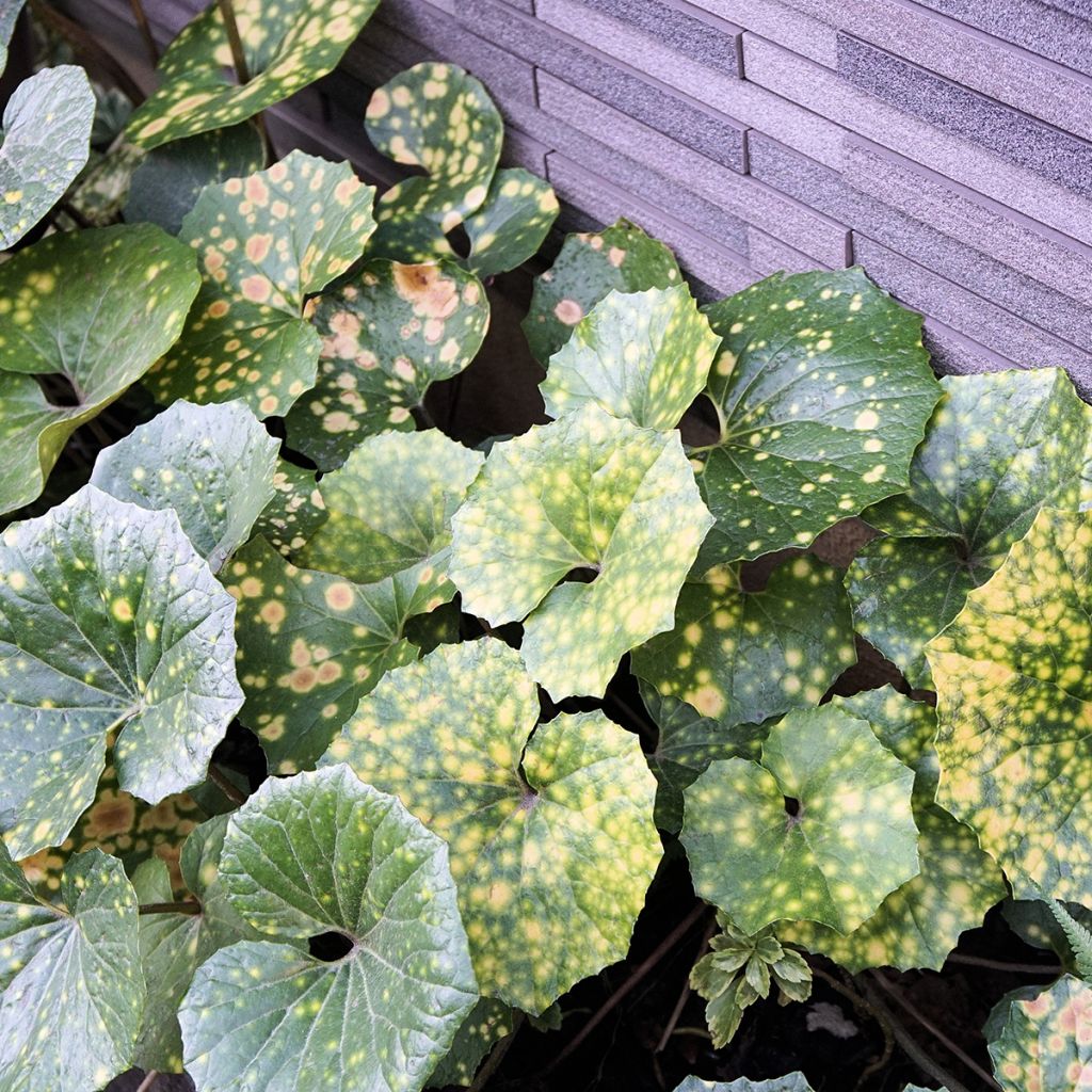 Japaninnauhio Aureomaculatum