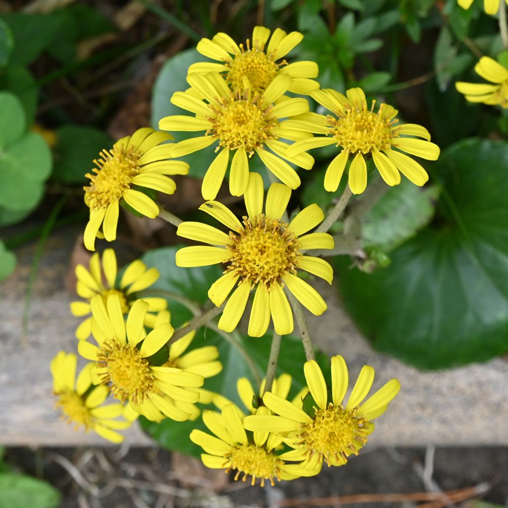 Japaninnauhio - Farfugium japonicum