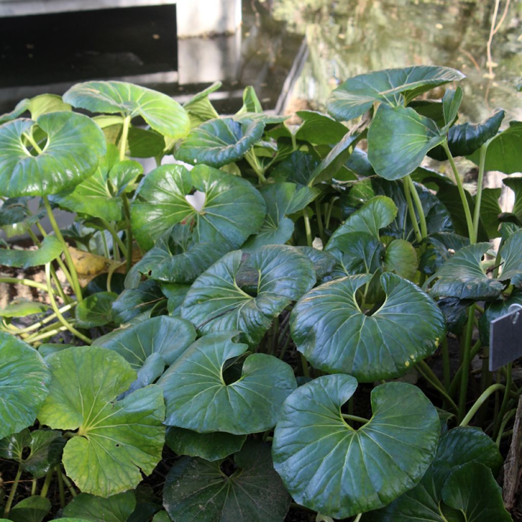Japaninnauhio - Farfugium japonicum