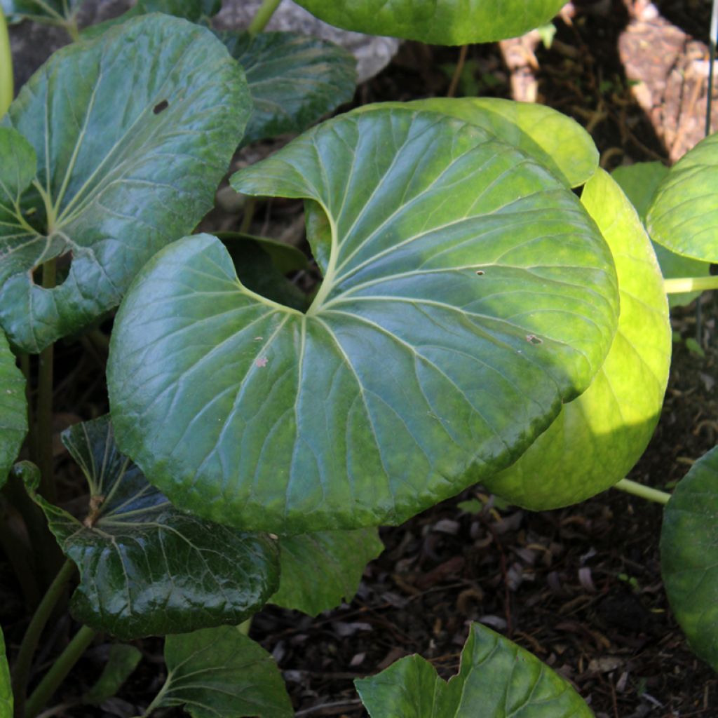 Japaninnauhio - Farfugium japonicum