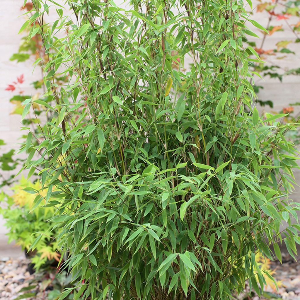 Ruokobambu Red Zebra