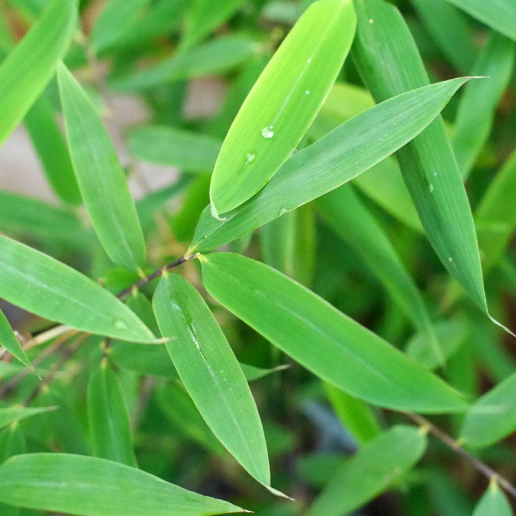 Ruokobambu Violet Woods