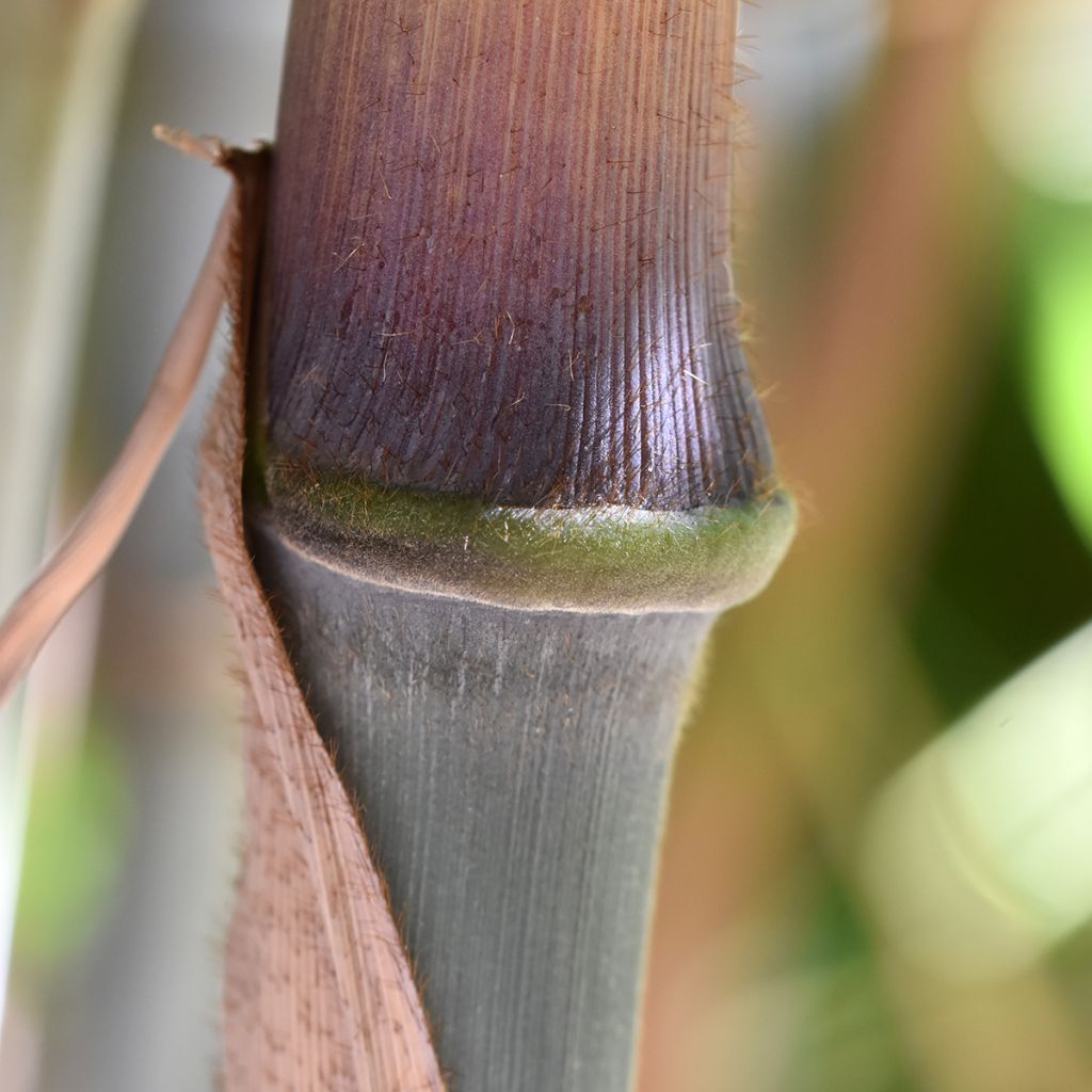 Ruokobambu - Fargesia papyrifera