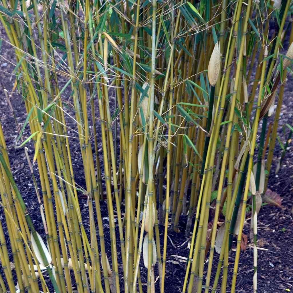 Ruokobambu - Fargesia robusta