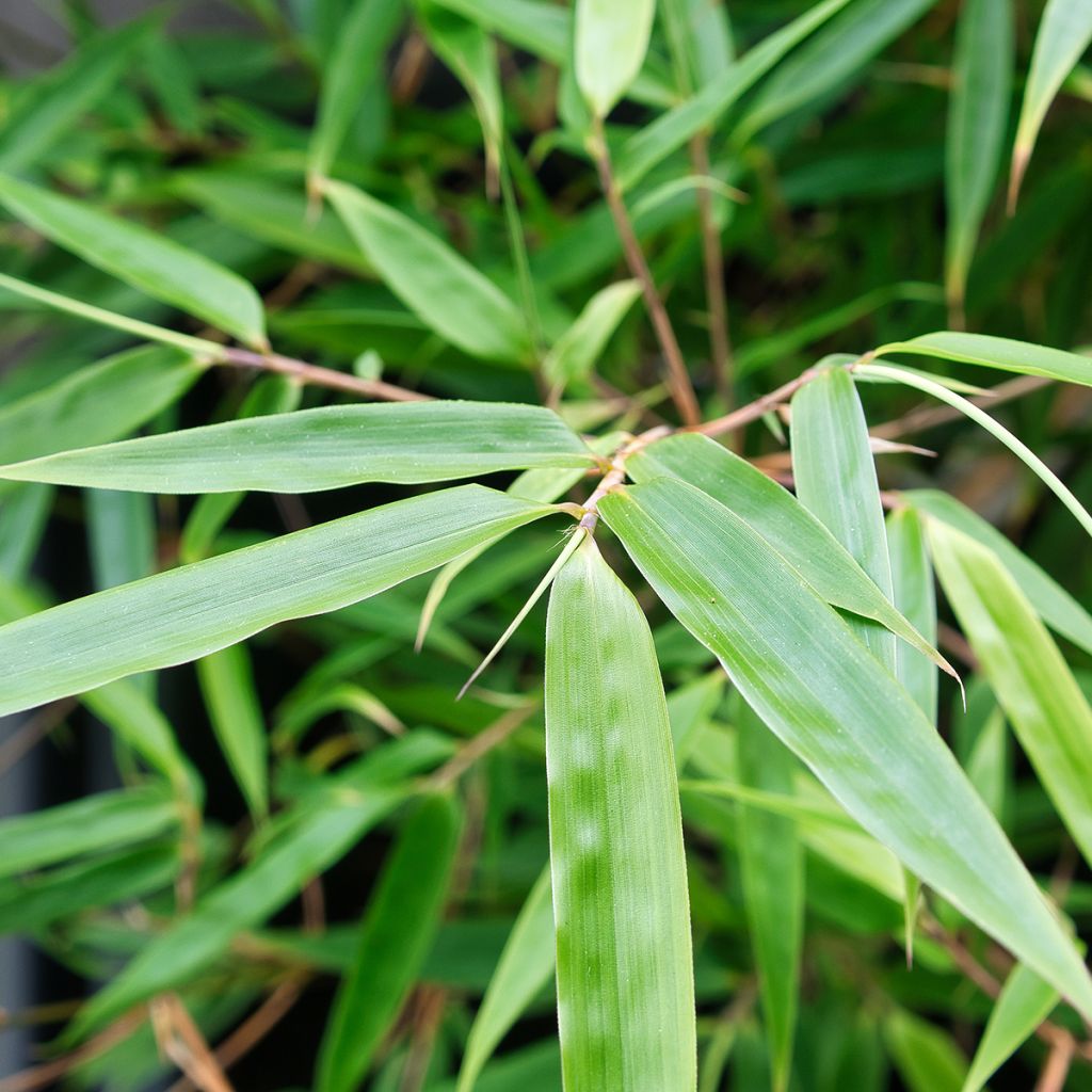 Ruokobambu - Fargesia robusta