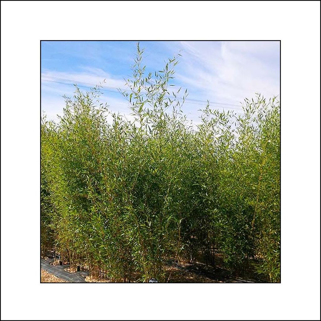 Ruokobambu Wolong