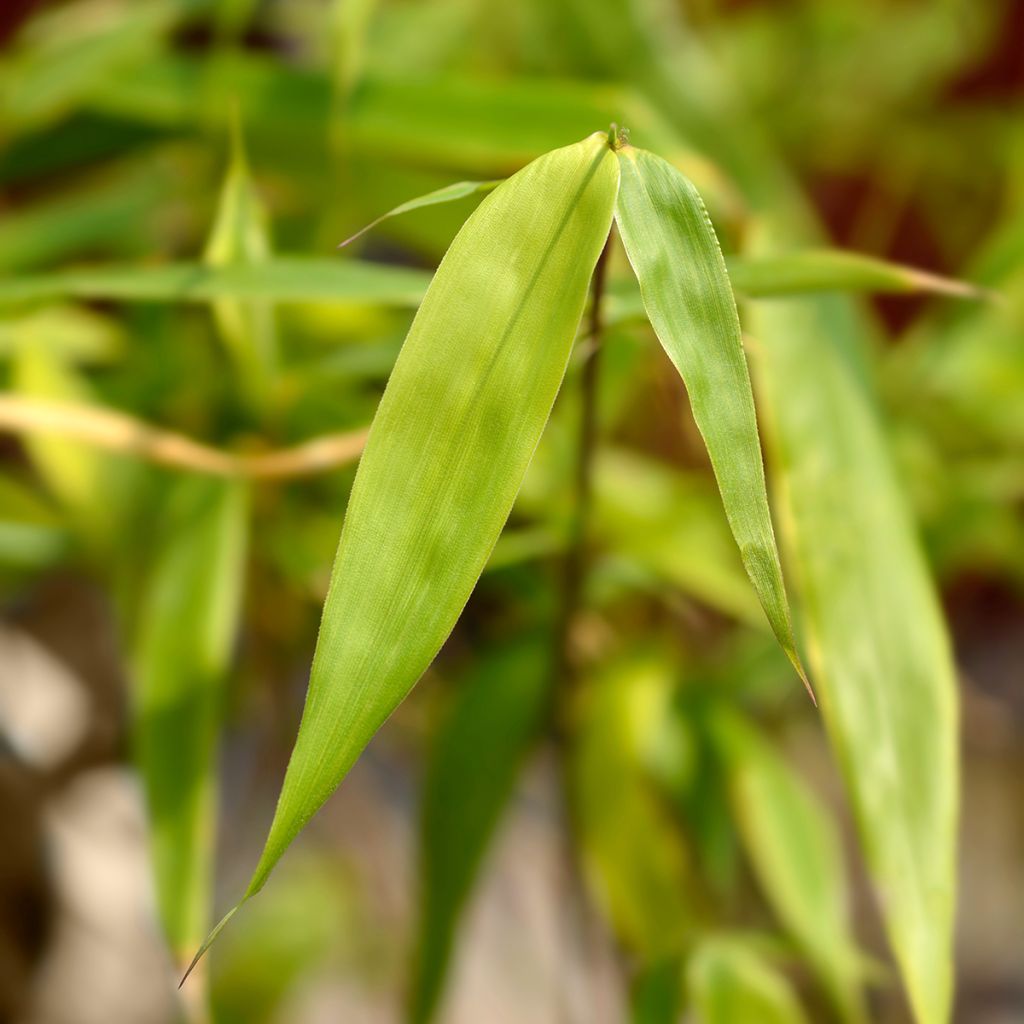 Ruokobambu Asian wonder