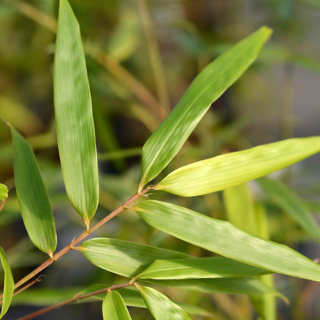 Ruokobambu Asian wonder