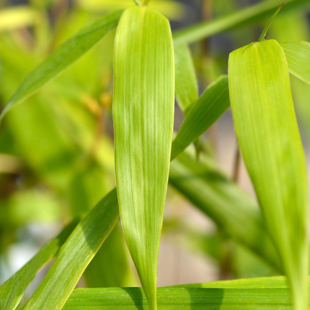 Ruokobambu Asian wonder