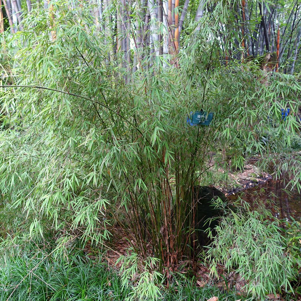 Ruokobambu - Fargesia angustissima