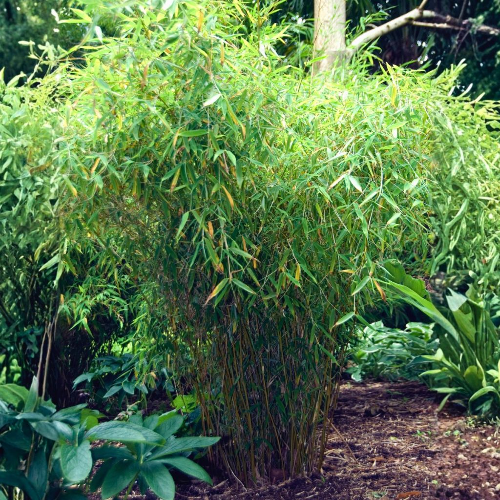 Ruokobambu Simba